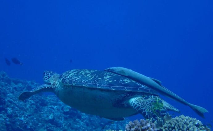 コバンザメの吸着力を利用して大型魚介を獲る 謎多き「コバンザメ漁」とは?