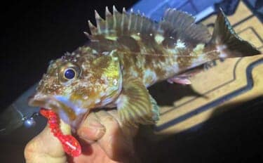 雪中ボートロックゲームでカサゴと対面【三重】シャッドテールワームにヒット