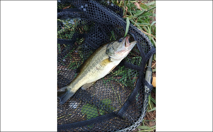 メジャーフィールド「紀の川」でバスフィッシング堪能【和歌山】50cm級バスを狙い撃つ！