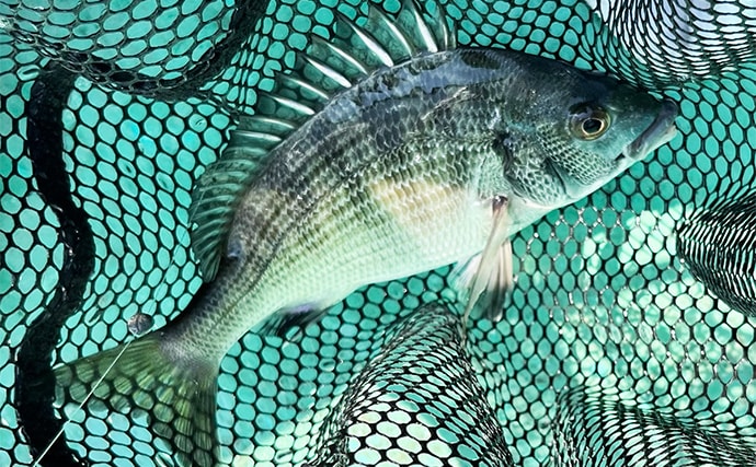 初秋のかかり釣りでクロダイ7尾キャッチ【三重・海香】サナギ&コーンエサが的中