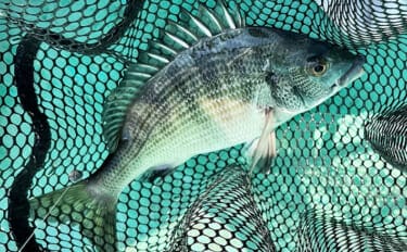 初秋のかかり釣りでクロダイ7尾キャッチ【三重・海香】サナギ&コーンエサが的中