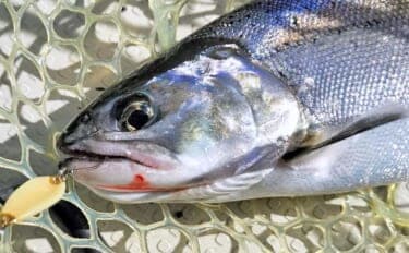 琵琶湖のレイクトローリングでビワマス連発【滋賀県】48cm頭に2人で10匹達成