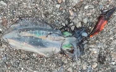 秋の欲張り二本立て釣行でアジにアオリイカを連打【三重】今後はサイズアップに期待