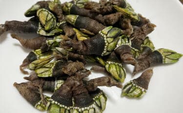 釣りで何も釣れなかった時の【カメノテ採取のススメ】　採り方・調理法・食べ方を紹介