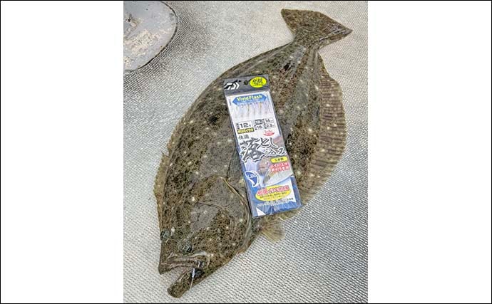 糸島半島沖の泳がせ釣りで70cm級ヤズ手中【福岡・幸風】良型ヒラメ＆アコウもヒット