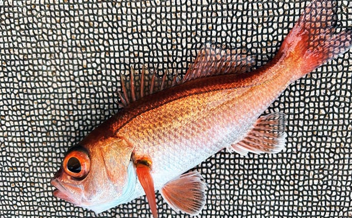 アカムツ釣りで本命続々!【富山・大将軍丸】誘いやハリスの長さ調整でアタリ引き出す