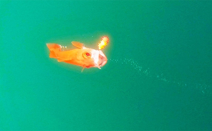 アカムツ釣りで本命続々!【富山・大将軍丸】誘いやハリスの長さ調整でアタリ引き出す