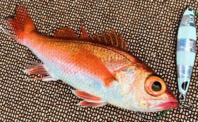 アカムツ釣りで本命続々!【富山・大将軍丸】誘いやハリスの長さ調整でアタリ引き出す