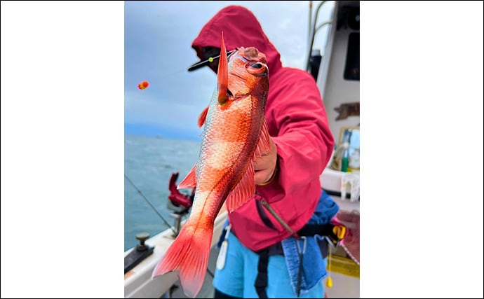 アカムツ釣りで本命続々!【富山・大将軍丸】誘いやハリスの長さ調整でアタリ引き出す