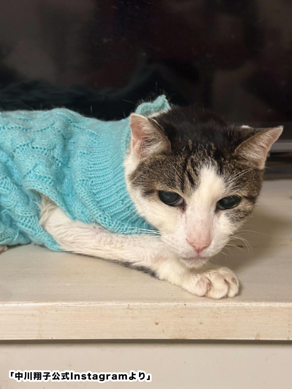 中川翔子、妊娠中に猫がゴロゴロ胎教！？「そろそろ猫と双子を対面させたい」