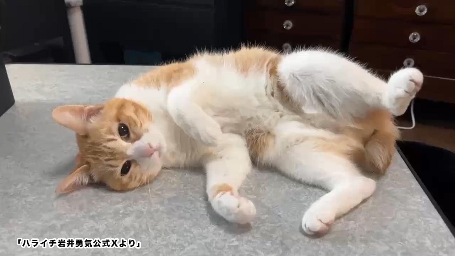 中川翔子、妊娠中に猫がゴロゴロ胎教！？「そろそろ猫と双子を対面させたい」