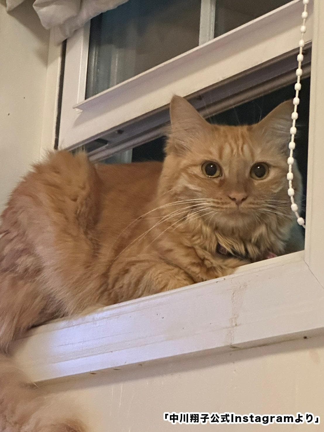 中川翔子、妊娠中に猫がゴロゴロ胎教！？「そろそろ猫と双子を対面させたい」