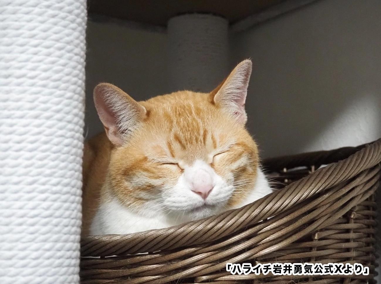 中川翔子、妊娠中に猫がゴロゴロ胎教！？「そろそろ猫と双子を対面させたい」