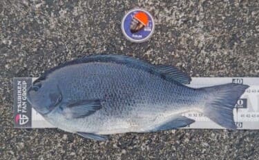 三宅島のウキフカセ釣りで42cm良型メジナを手中!【東京】夕マヅメに好機到来
