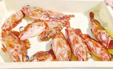 「春の風物詩!」ウタセ五目釣りでカサゴが連発【愛知・忠栄丸】