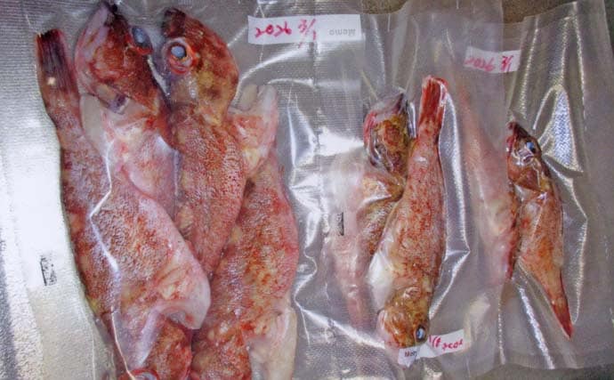 「春の風物詩！」ウタセ五目釣りでカサゴが連発【愛知・忠栄丸】