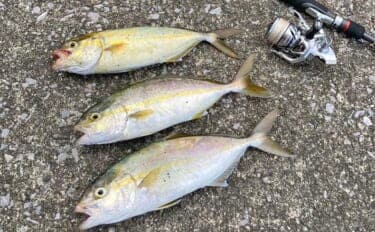 「アジ30匹＆シオ3匹をゲット！」紀伊長島港〜奈屋浦漁港で秋のライトゲーム満喫【三重】