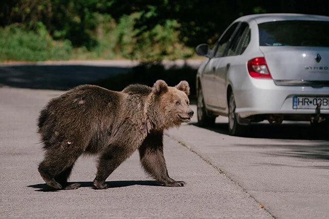 ルーマニア側のカルパチア山脈は欧州最大級のクマ生息地。観光客が与える食べ物を求めて道路脇に現れるクマが増えているという