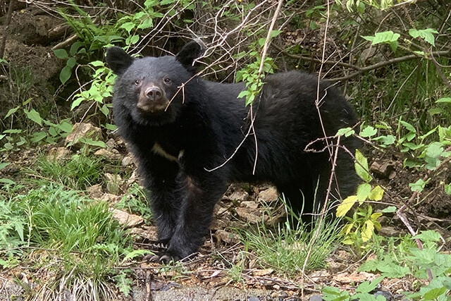 本州と四国の山地に生息するツキノワグマ。胸の白い三日月模様が特徴。主に植物質を食べる雑食性で、季節によって行動圏が変化する