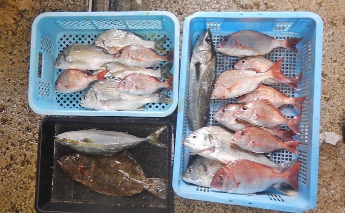 「本命マダイ11匹にヒラメ・ハマチも！」伊勢湾のウタセマダイ釣りで五目達成【愛知】