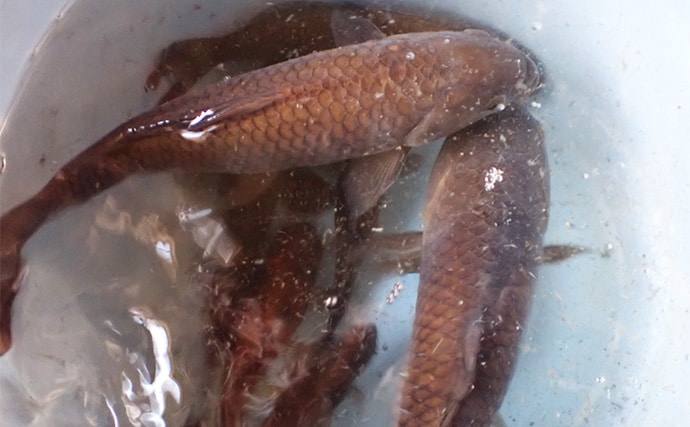 屋内釣り堀でコイのツ抜けに成功！【静岡】底釣りと宙釣りの使い分けがキモ？