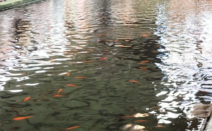 屋内釣り堀でコイのツ抜けに成功！【静岡】底釣りと宙釣りの使い分けがキモ？