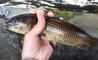 屋内釣り堀でコイのツ抜けに成功！【静岡】底釣りと宙釣りの使い分けがキモ？