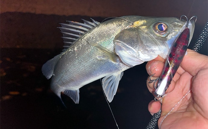 冬のシーバスゲームでセイゴ10匹をキャッチ【山口】 シンキングペンシルに好反応