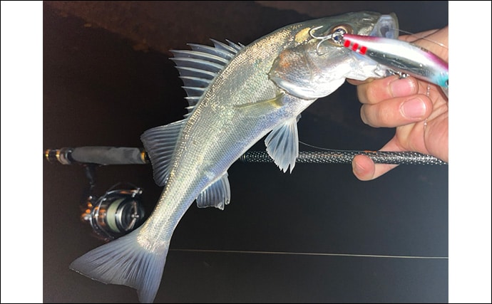 冬のシーバスゲームでセイゴ10匹をキャッチ【山口】 シンキングペンシルに好反応