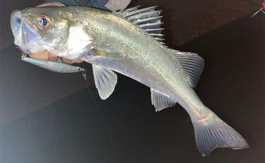 冬のシーバスゲームでセイゴ10匹をキャッチ【山口】 シンキングペンシルに好反応