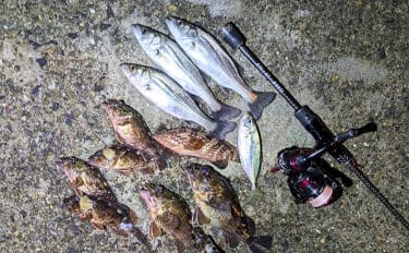 集魚灯アジングで4目釣り達成！【京都】ガシラ・アコウ・セイゴに本命アジも登場