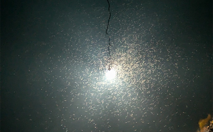 集魚灯アジングで4目釣り達成！【京都】ガシラ・アコウ・セイゴに本命アジも登場