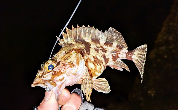 集魚灯アジングで4目釣り達成！【京都】ガシラ・アコウ・セイゴに本命アジも登場
