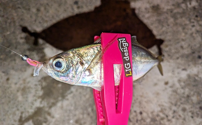 集魚灯アジングで4目釣り達成！【京都】ガシラ・アコウ・セイゴに本命アジも登場