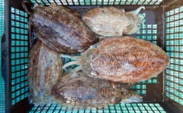 伊良湖沖のコウイカ釣りで胴長21cm頭に5匹好捕【愛知】独特の『ズンッ』としたアタリに病みつき