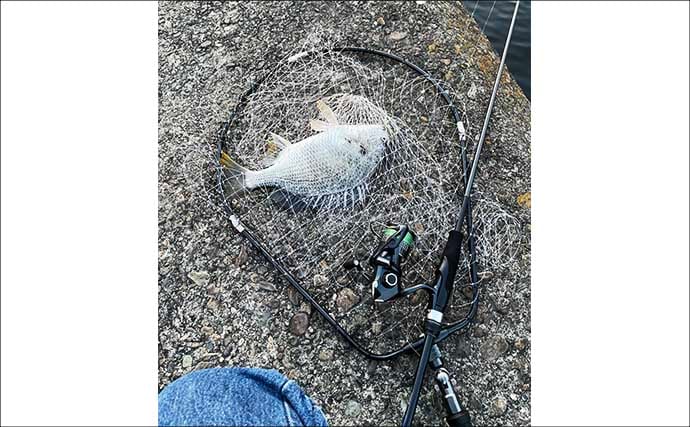 「手持ちの道具で始めよう！」 チニングに流用可能なタックルとは？