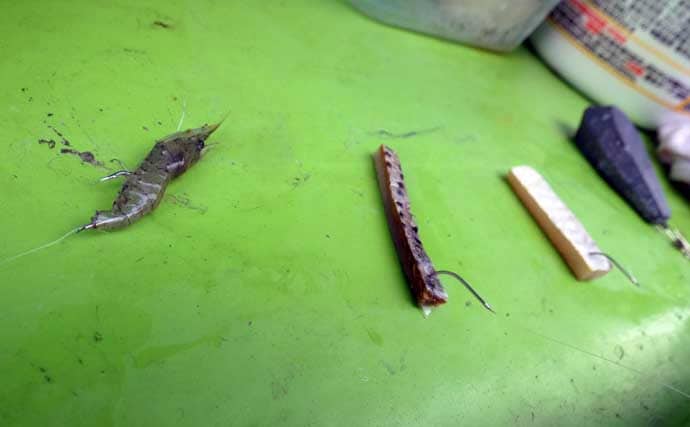 春告魚『クロメバル』を狙うエビメバル釣り入門【東京湾】活モエビの付け方と誘い方を解説