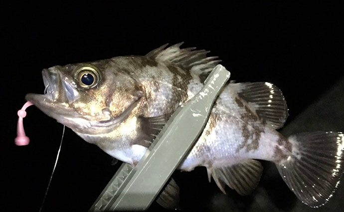 春のバチ抜けメバリング入門  【海水温目安・狙うレンジ・ルアー選び方を解説】