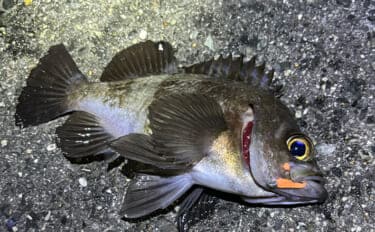 春のバチ抜けメバリング入門  【海水温目安・狙うレンジ・ルアー選び方を解説】