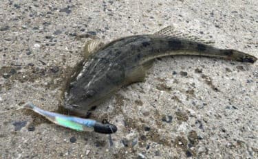 陸っぱりヒラメゲームで「60cmランカー級マゴチ」がヒット！ 本命不発もゲスト連発