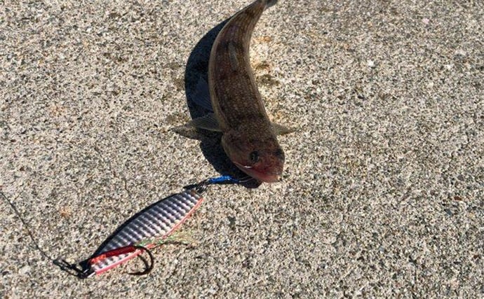 陸っぱりヒラメゲームで「60cmランカー級マゴチ」がヒット！ 本命不発もゲスト連発