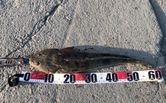 陸っぱりヒラメゲームで「60cmランカー級マゴチ」がヒット！ 本命不発もゲスト連発