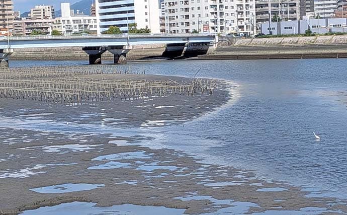 天満川のトップチニングで42&47cmのチヌをキャッチ!【広島】満潮狙いが的中