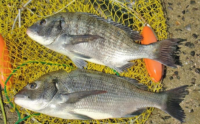 天満川のトップチニングで42&47cmのチヌをキャッチ!【広島】満潮狙いが的中