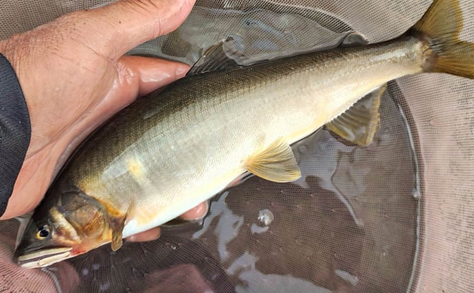 四万十川の大アユ釣りで31.6cm尺アユ登場!【高知】2日間で3尾の尺超え達成