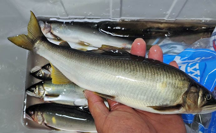 四万十川の大アユ釣りで31.6cm尺アユ登場!【高知】2日間で3尾の尺超え達成