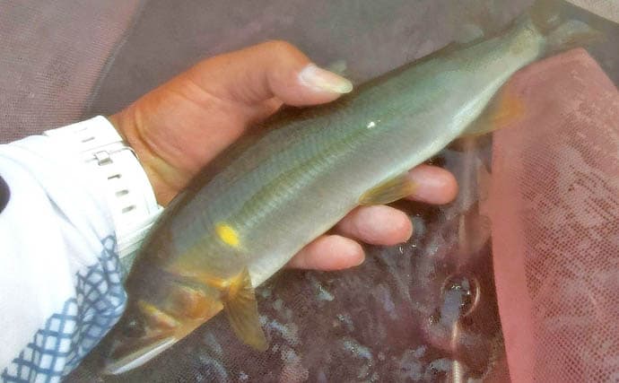 四万十川の大アユ釣りで31.6cm尺アユ登場!【高知】2日間で3尾の尺超え達成
