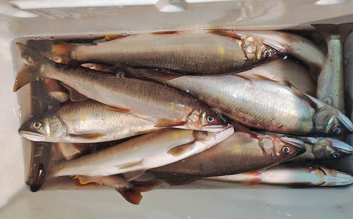 四万十川の大アユ釣りで31.6cm尺アユ登場!【高知】2日間で3尾の尺超え達成
