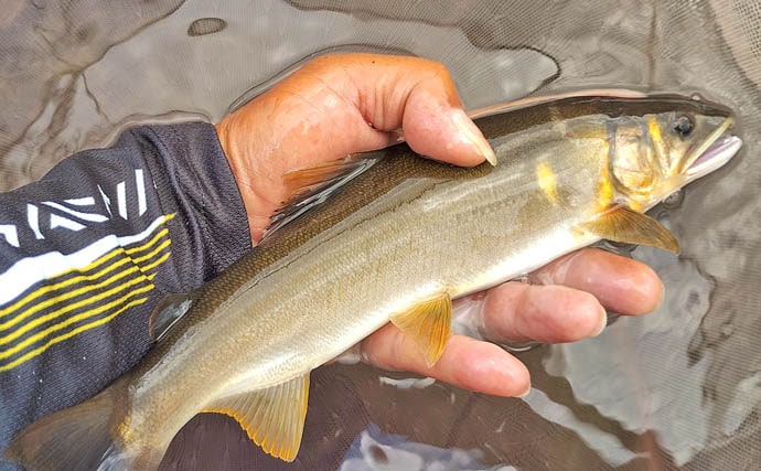 四万十川の大アユ釣りで31.6cm尺アユ登場!【高知】2日間で3尾の尺超え達成