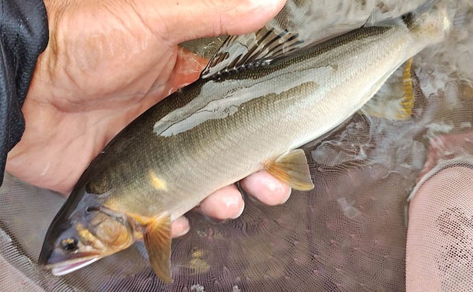 四万十川の大アユ釣りで31.6cm尺アユ登場!【高知】2日間で3尾の尺超え達成
